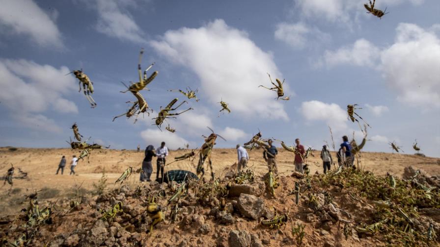 Brote de langostas en África llega a Uganda