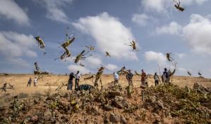 Plaga de langostas del desierto: un desafío para la agricultura y la seguridad alimentaria