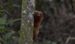 Siete especies de primates de Latinoam&eacute;rica entre las 25 m&aacute;s amenazadas del mundo