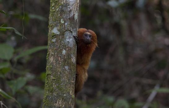 Brasil: Construyen puente para monos en peligro de extinción