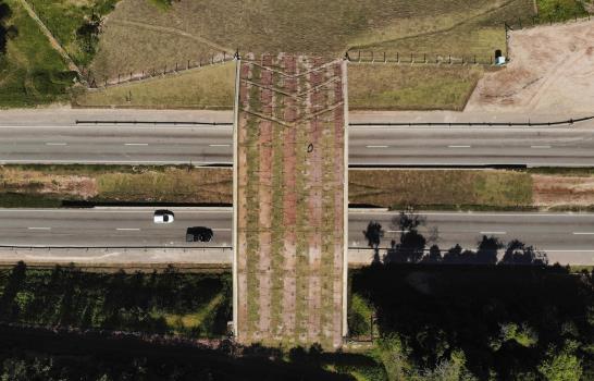 Brasil: Construyen puente para monos en peligro de extinción