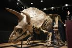 Subastan triceratops en 7,7 millones de dólares en París