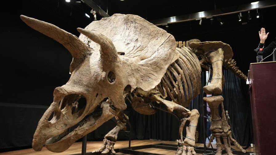 Subastan triceratops en 7,7 millones de dólares en París