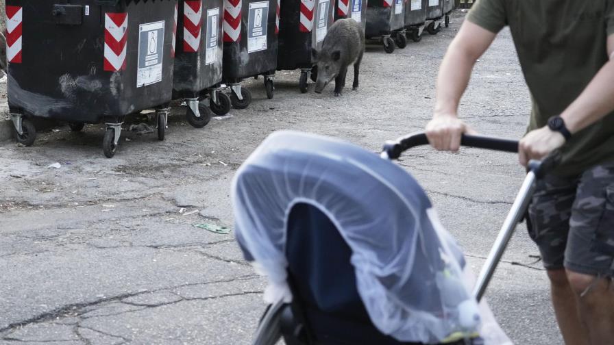 Ciudadanos de Roma se dicen hartos de invasión de jabalíes Ciudadanos de Roma se dicen hartos de invasión de jabalíes