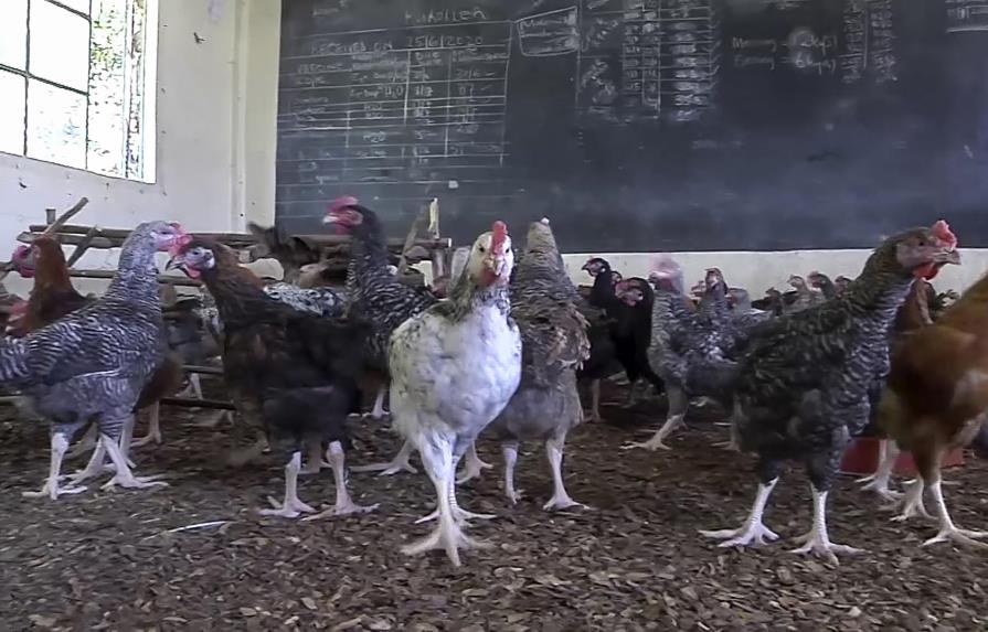 Kenia: la pandemia convierte una escuela en gallinero