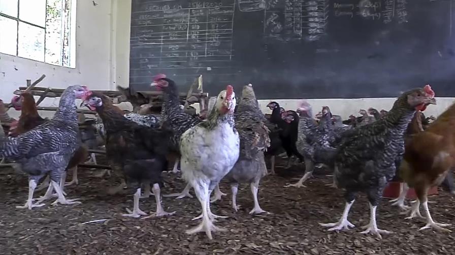 Kenia: la pandemia convierte una escuela en gallinero