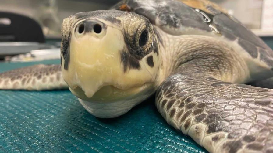 EEUU: Liberarán a 7 tortugas marinas que fueron rescatadas