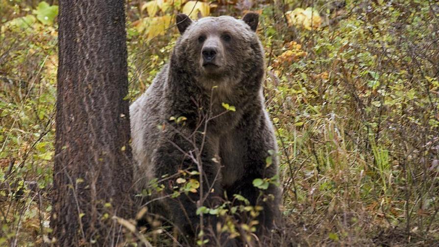 Un oso grizzly mata a un campista en Montana