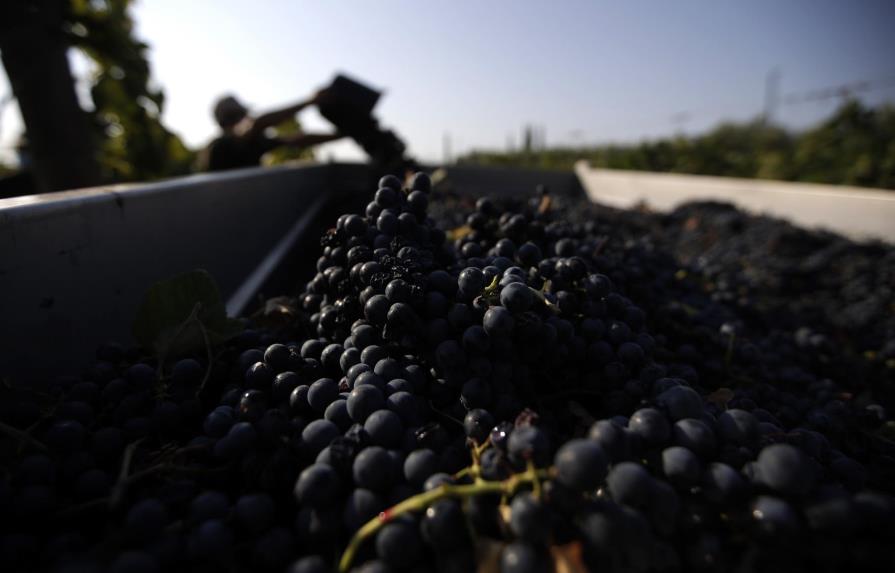 La recolección de uvas prematuras ponen a prueba al vino francés