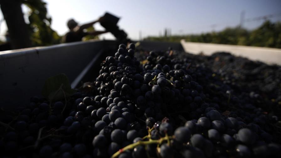 La recolección de uvas prematuras ponen a prueba al vino francés