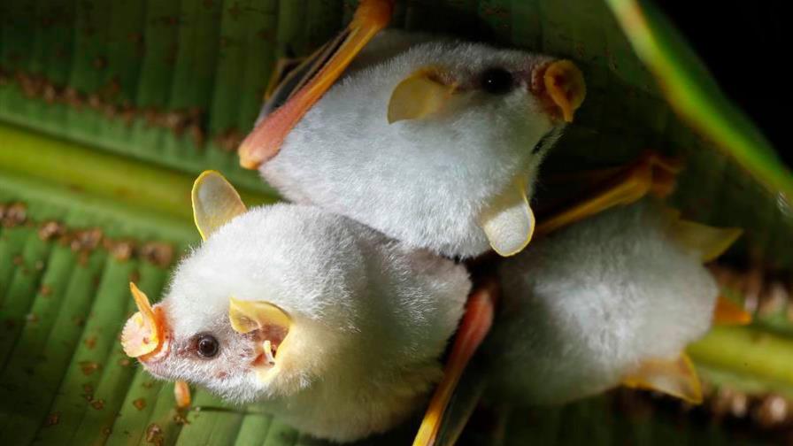 Cuatro nuevas especies de murciélagos, primos de los vinculados a COVID-19
