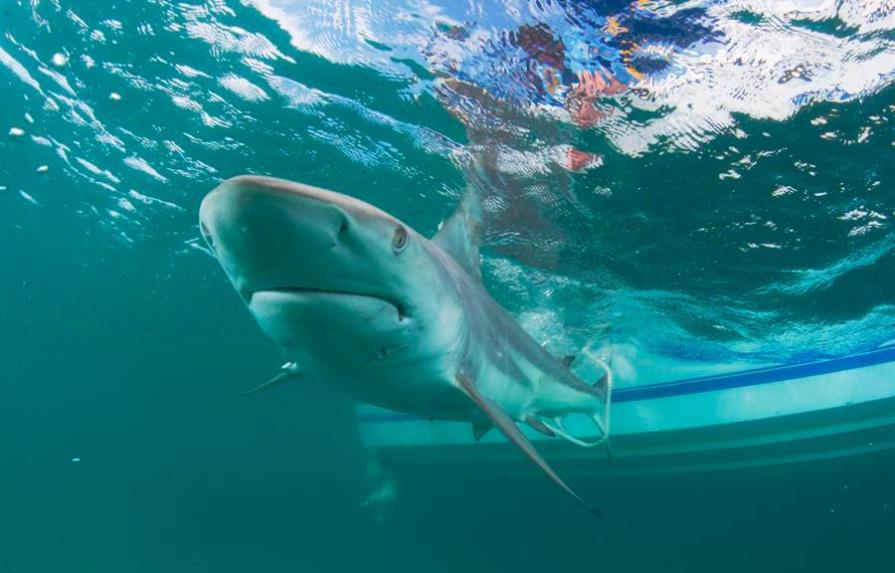 Alertan de que tiburones pueden ser víctimas masivas de la COVID-19