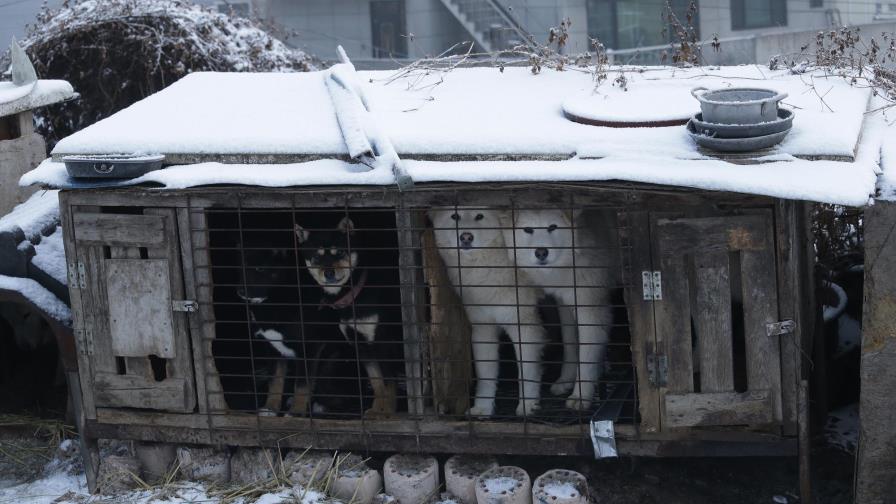 Corea del Sur estudia posibilidad de prohibir carne de perro