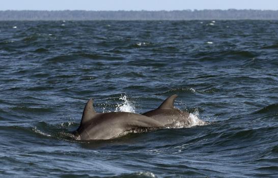 Cambio climático: ¿Se pueden salvar los océanos? Cambio climático: ¿Se pueden salvar los océanos?