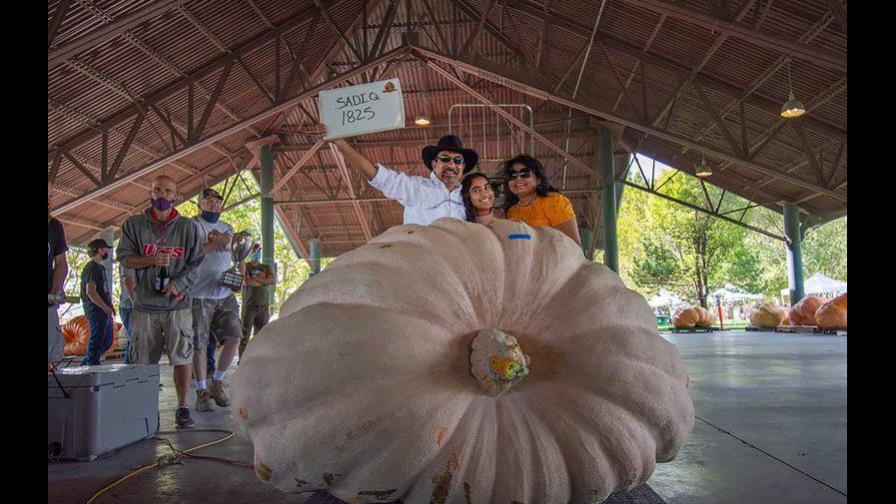 Calabazas gigantes rompen récord en Utah Calabazas gigantes rompen récord en Utah