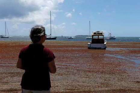Exceso de sargazo amenaza turismo y laguna bioluminiscente en Puerto Rico