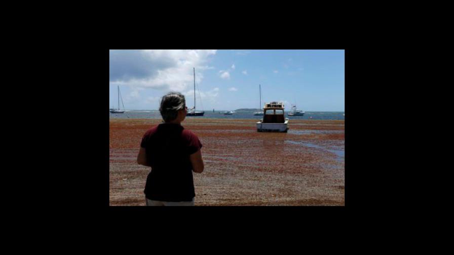 Exceso de sargazo amenaza turismo y laguna bioluminiscente en Puerto Rico