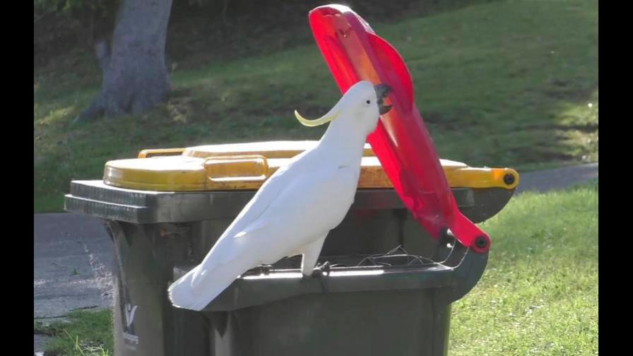 Cacatúas aprenden a levantar las tapas de botes de basura