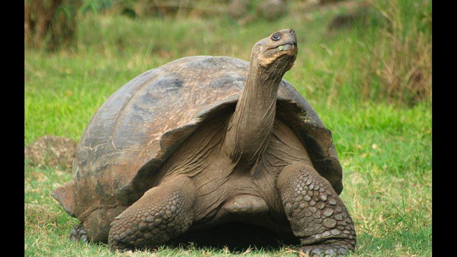 Tortugas gigantes de Galápagos resisten a los antibióticos por acción humana Tortugas gigantes de Galápagos resisten a los antibióticos por acción humana