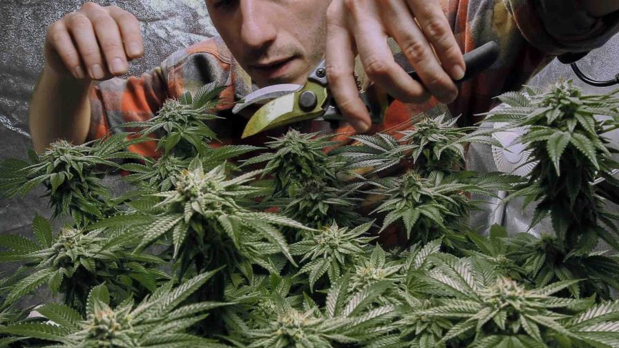 Acuerdan legalizar venta de marihuana recreativa en NY