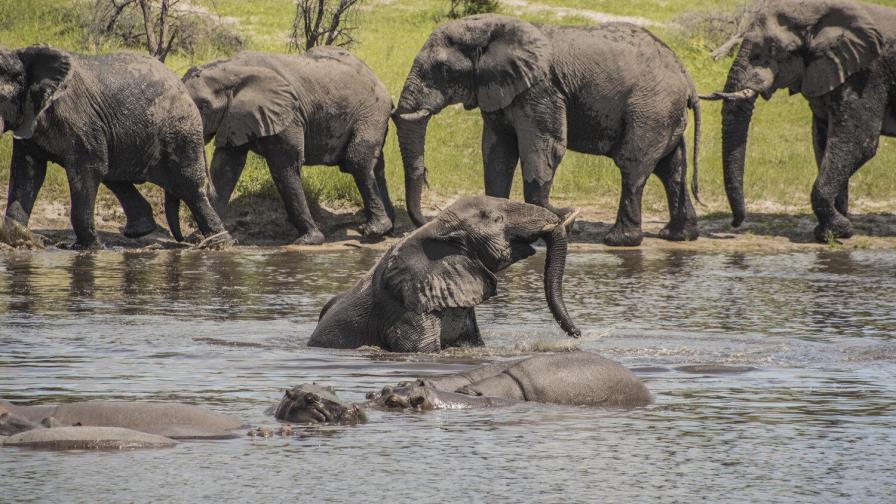 Estudio revela que elefantes machos también andan en manada