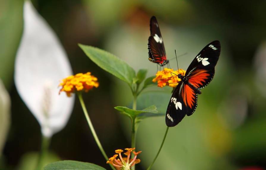 Hallan amplio flujo genético en mariposas, incluso entre especies distantes