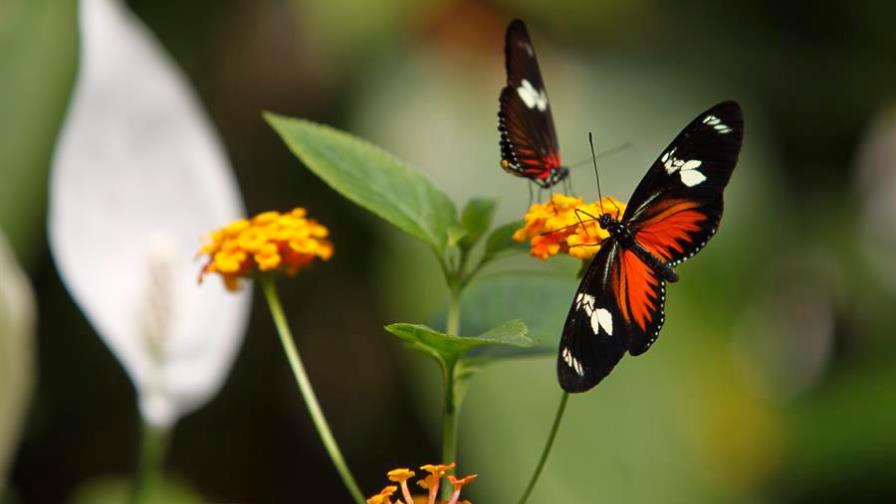 Hallan amplio flujo genético en mariposas, incluso entre especies distantes