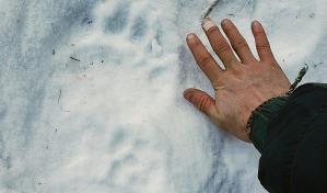 Alaska: Oso ataca a mujer desde el interior de una letrina