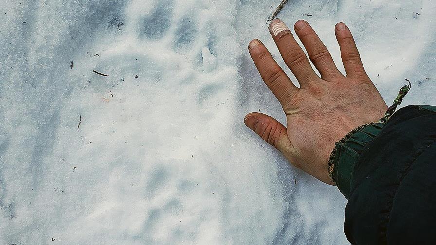 Alaska: Oso ataca a mujer desde el interior de una letrina Alaska: Oso ataca a mujer desde el interior de una letrina