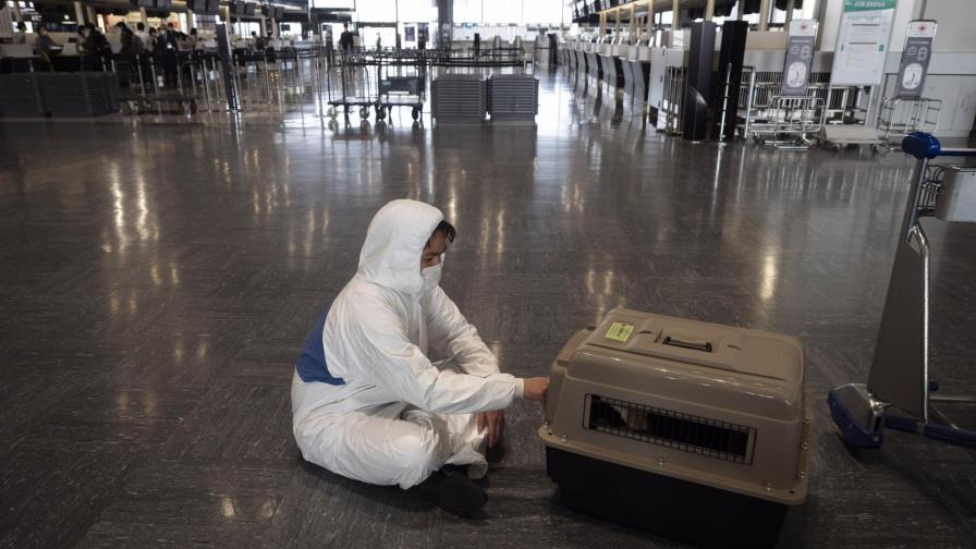 EEUU prohíbe entrada de perros de países con riesgo de rabia