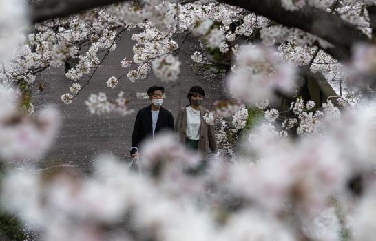 La rápida floración de los cerezos bate récords en Japón