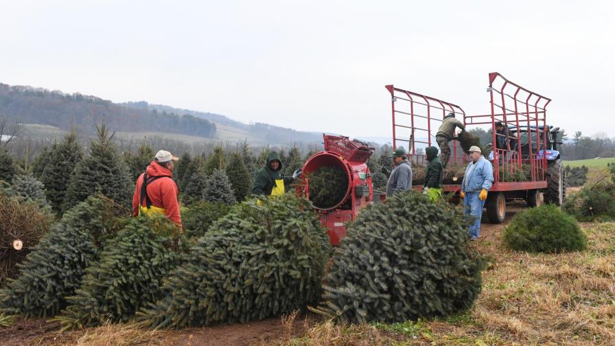 Hay menos árboles de Navidad en EEUU; suben de precio