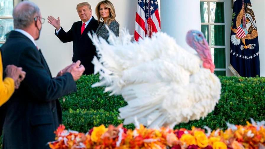 Trump indulta al pavo de Acción de Gracias mientras Biden presenta Gabinete