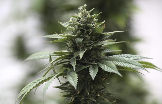 Ecuador está a punto de legalizar cannabis medicinal