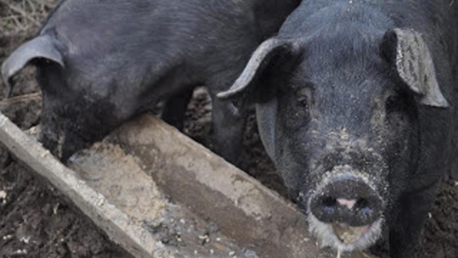 Darán restos de comida a los criadores de cerdos en Maine Darán restos de comida a los criadores de cerdos en Maine