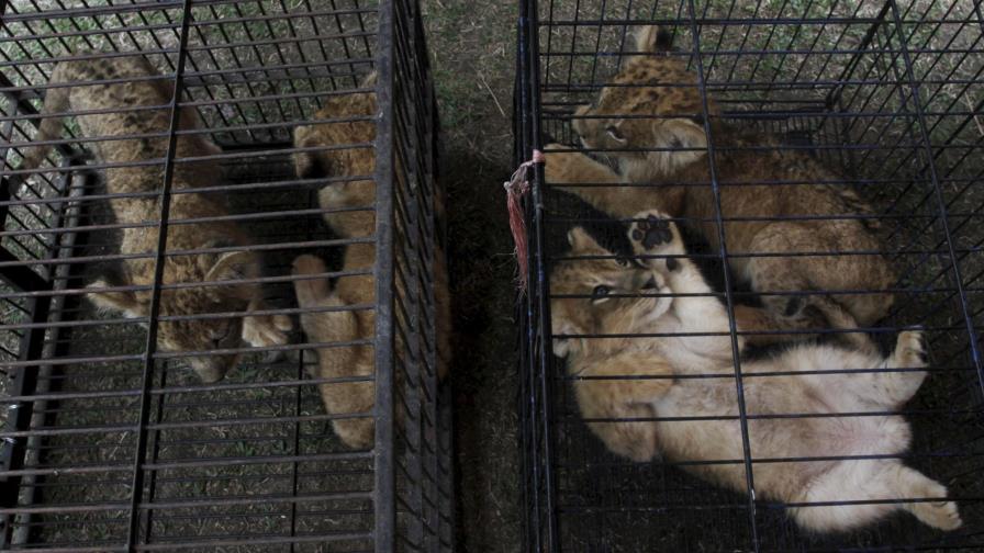 Indonesia: 2 detenidos por traficar con leones y un leopardo