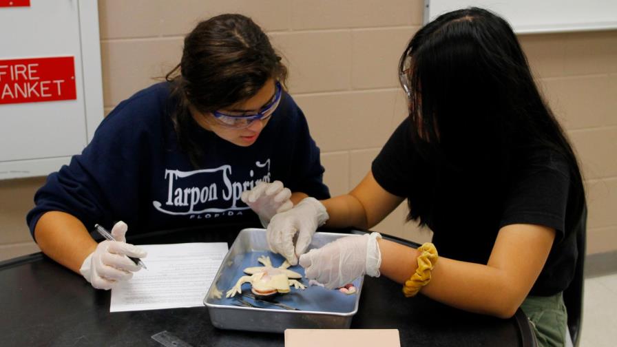 Una escuela de Florida, la primera en usar ranas sintéticas para disección