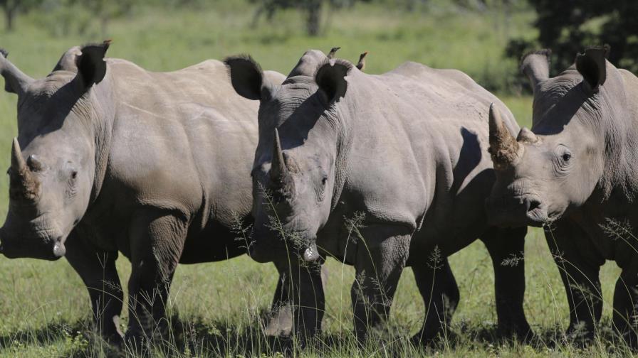 Sudáfrica: Incautan 63 kg de cuernos de rinoceronte