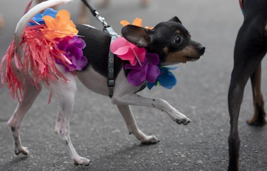 Perros celebran carnaval con fiesta propia en Río de Janeiro