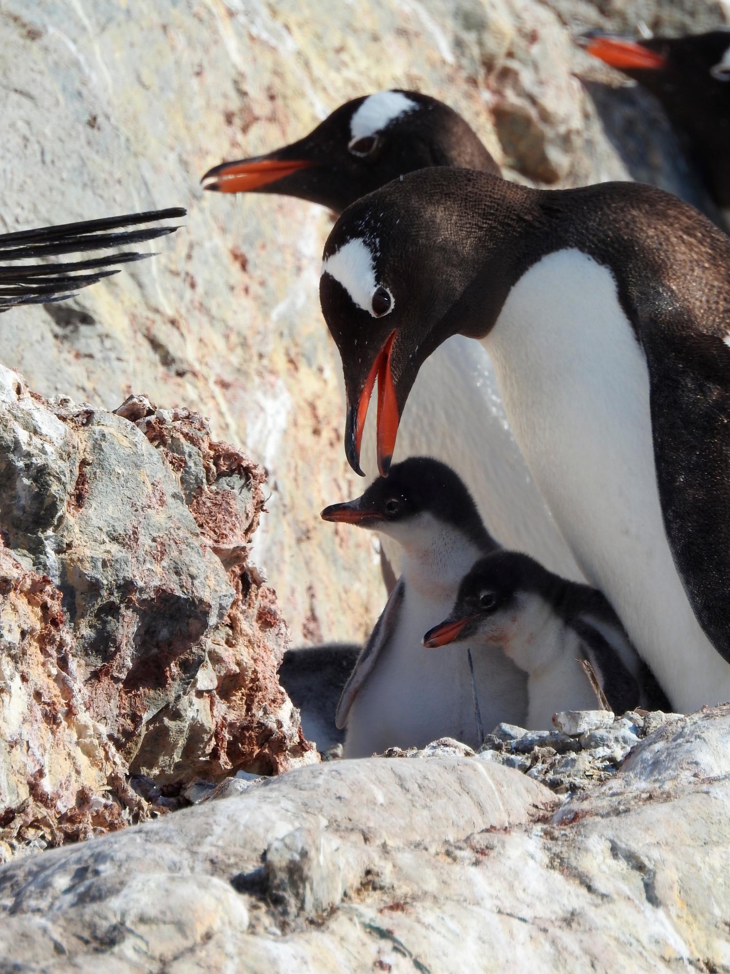 Familia de pingüinos cerca de la base argentina Almirante Brown de la Antártida.