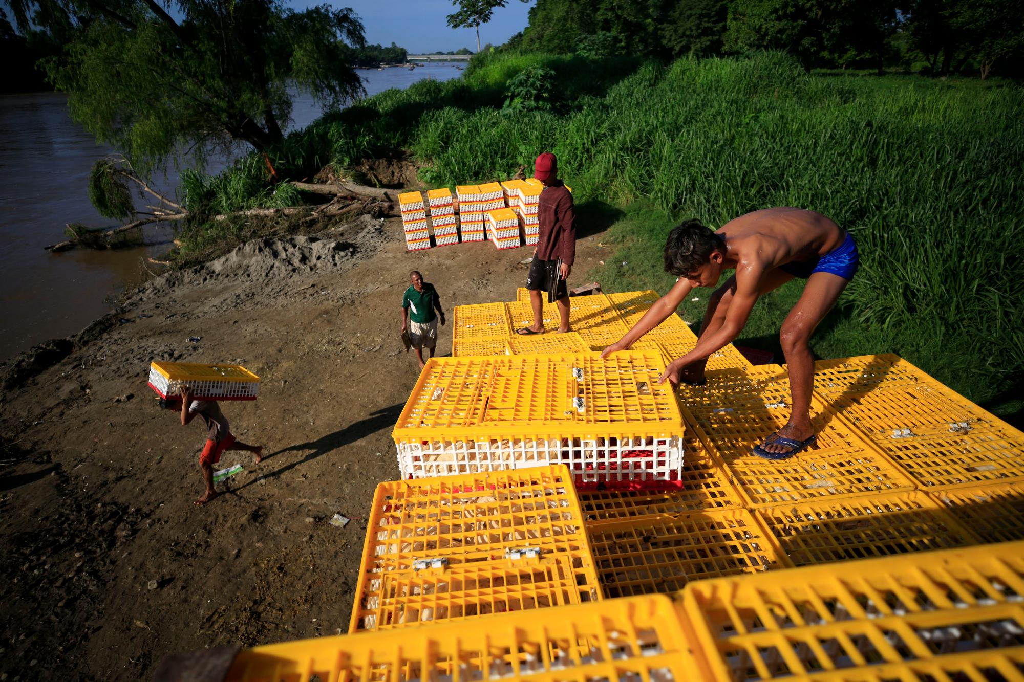Los trabajadores trasladan cajas de pollos desde lo alto de un camión, para ser cargados en balsas hechas con tubos de goma y tablones y llevados a través del río Suchiate a Guatemala, en Ciudad Hidalgo, México, el sábado 15 de junio de 2019.