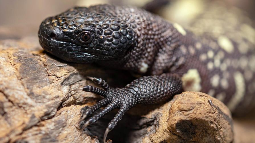 Lagartos moteados mexicanos nacen en zoológico de Polonia