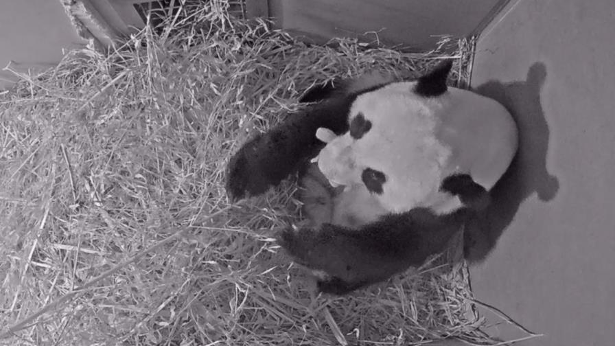 Panda gigante da a luz en zoológico holandés