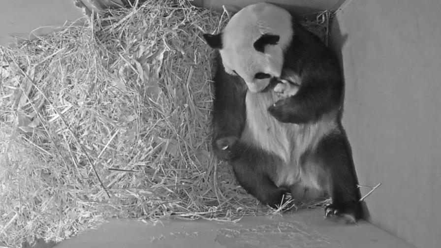 Video de panda en Holanda: cría da chillidos esperanzadores