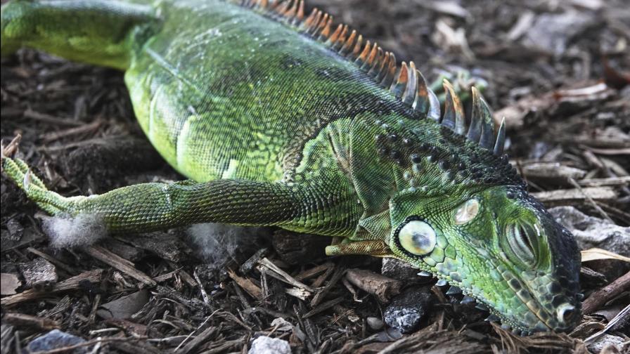 Meteorólogos advierten que podrían caer iguanas en Florida