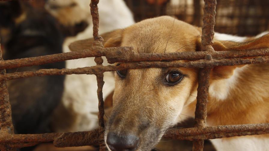 Carnicero abandona negocio de carne de perro en Camboya