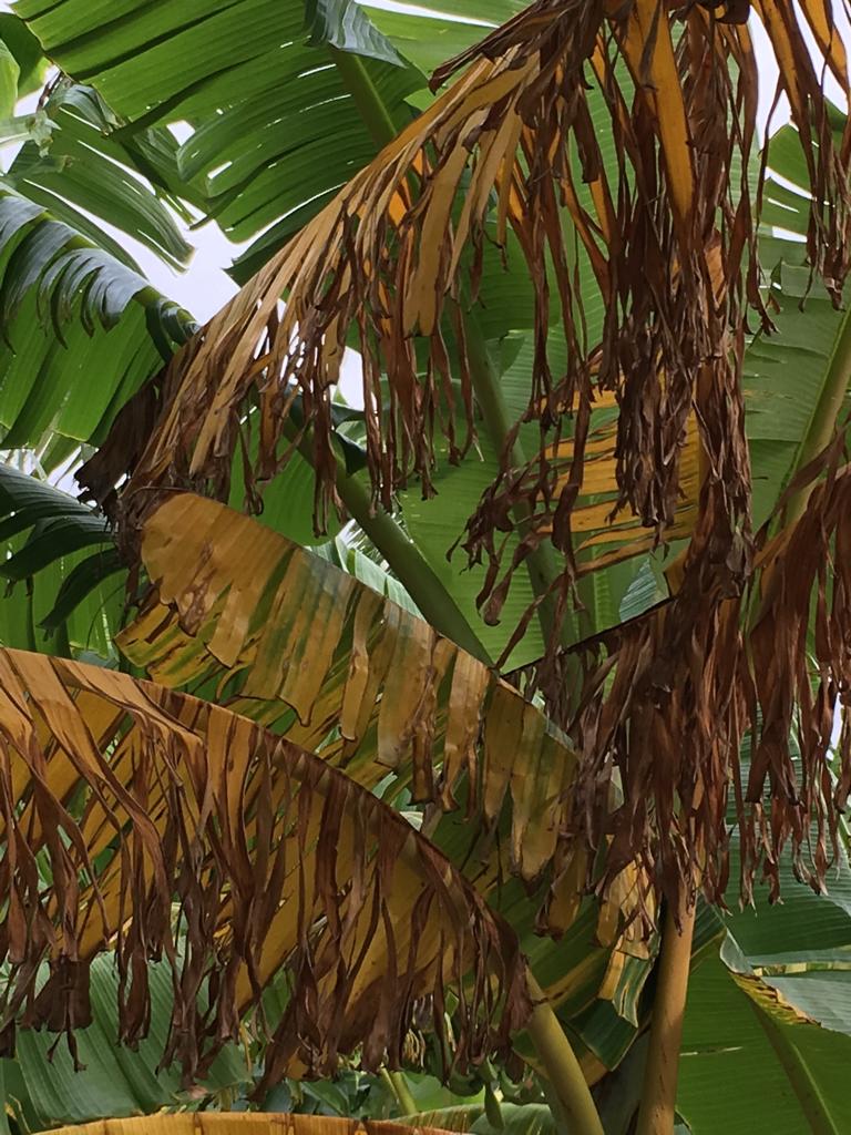 Imagen tomada por un productor en Barahona, el 12 de enero de 2019, que muestra su plantación de plátanos que, asegura, fue afectada por el herbicida aplicado por el Consorcio.