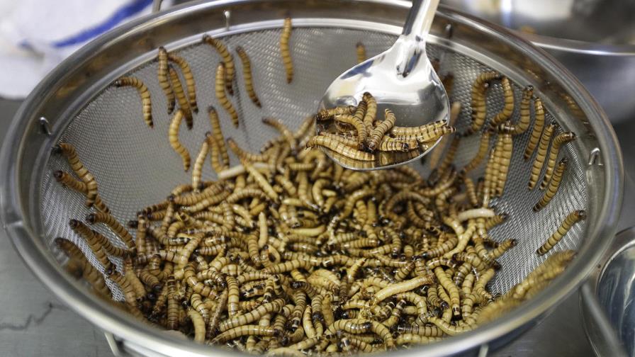 Agencia de la UE dice que es seguro comer gusanos
