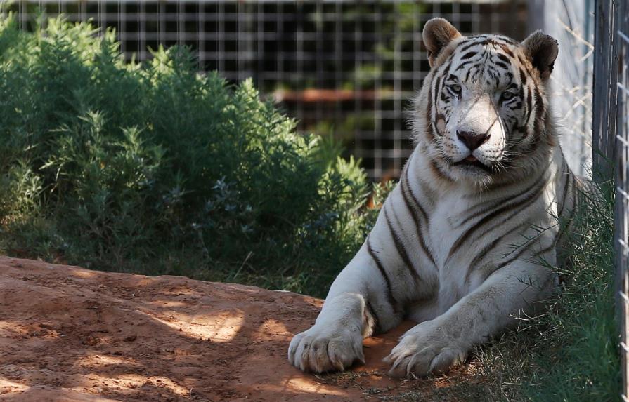 Retiran a último felino del Tiger King Park de Oklahoma