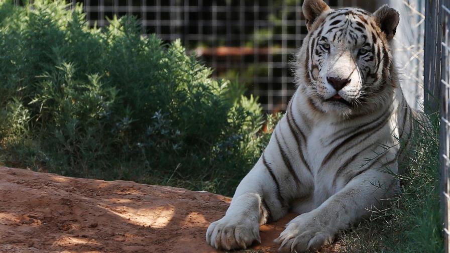Retiran a último felino del Tiger King Park de Oklahoma